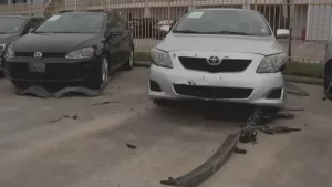 cães revenda